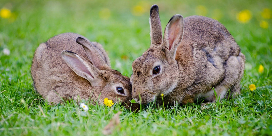 Colour Better With Cruelty-free Hair Dye